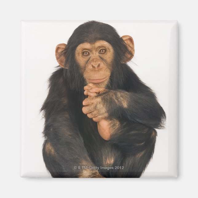 Chimpanzee (Pan troglodytes) Magnet (Front)