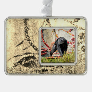 Chimpanzee (Pan troglodytes) walking on grasPoster Silver Plated Framed Ornament
