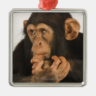 Chimpanzee (Pan troglodytes). Young playfull 2 Metal Ornament