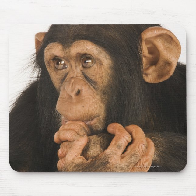 Chimpanzee (Pan troglodytes). Young playfull 2 Mouse Pad (Front)