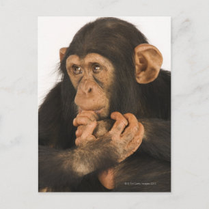 Chimpanzee (Pan troglodytes). Young playfull 2 Postcard