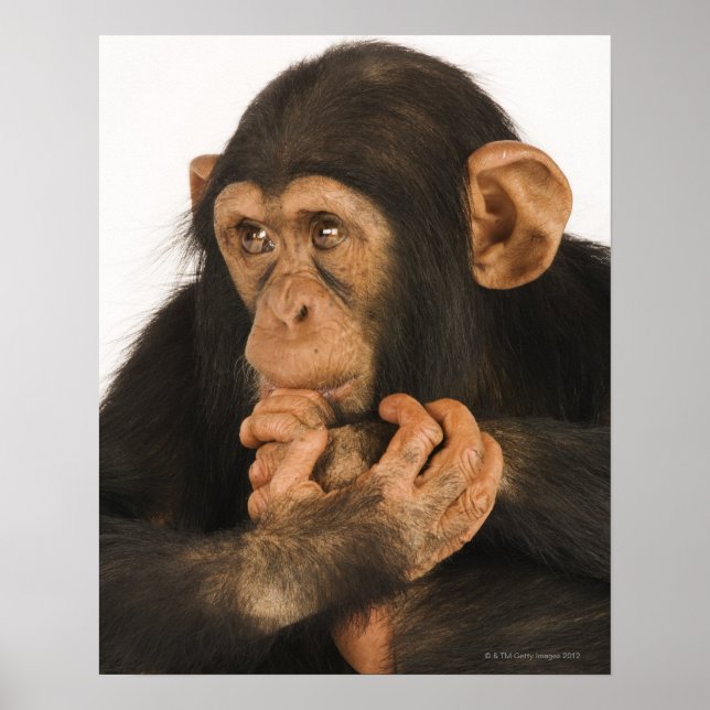 Chimpanzee (Pan troglodytes). Young playfull 2 Poster (Front)