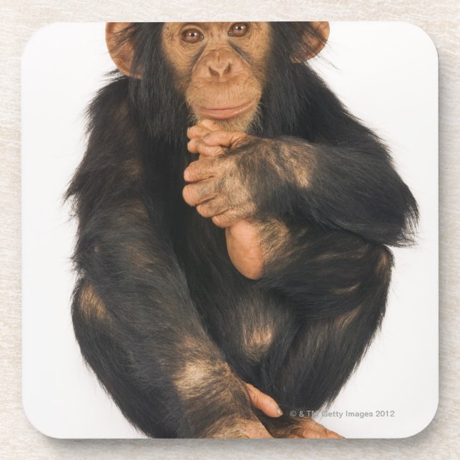 Chimpanzee (Pan troglodytes). Young playfull Coaster (Front)