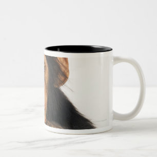 Chimpanzee (Pan troglodytes). Young playfull Two-Tone Coffee Mug