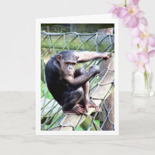 Chimpanzee Portrait Card