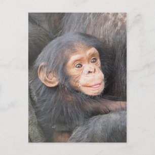 Chimpanzee Postcard
