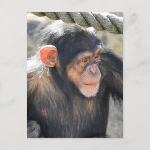 Chimpanzee Postcard