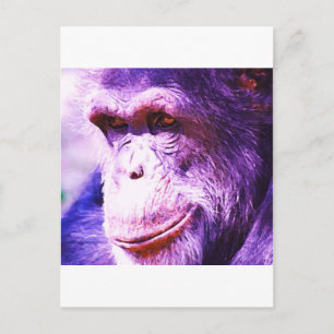 Chimpanzee Postcard
