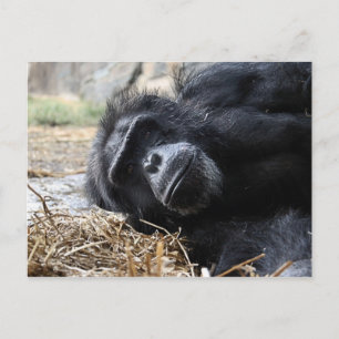 Chimpanzee Postcard
