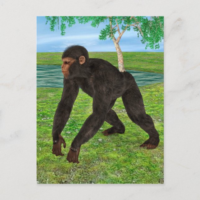 Chimpanzee Postcard (Front)