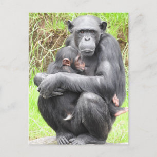 Chimpanzee Postcard