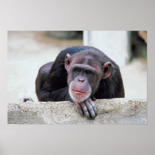 Chimpanzee Poster