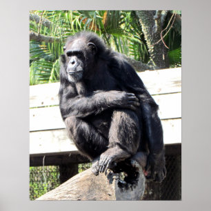 Chimpanzee Poster