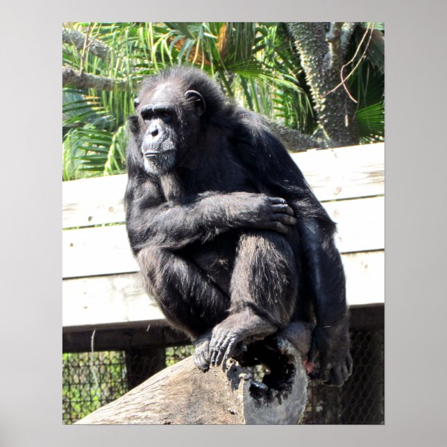 Chimpanzee Poster (Front)