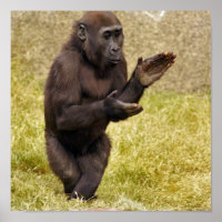 Chimpanzee Poster Print