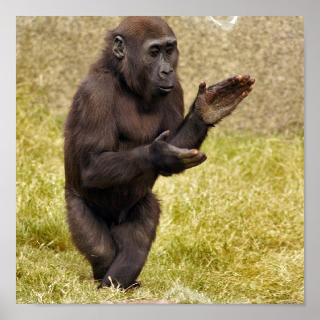 Chimpanzee Poster Print (Front)