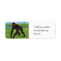 Chimpanzee