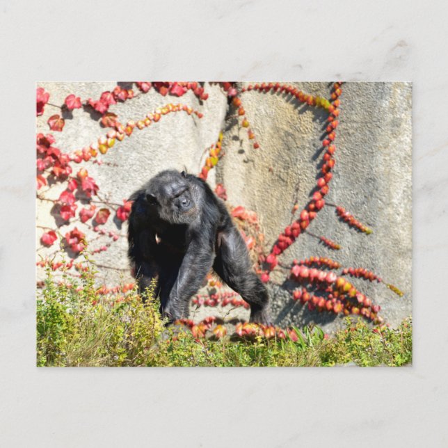 Chimpanzee walking on grass postcard (Front)