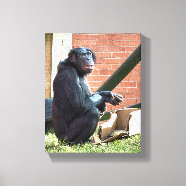CHIMPANZEES CANVAS PRINT (Front)