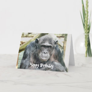 CHIMPANZEES CARD
