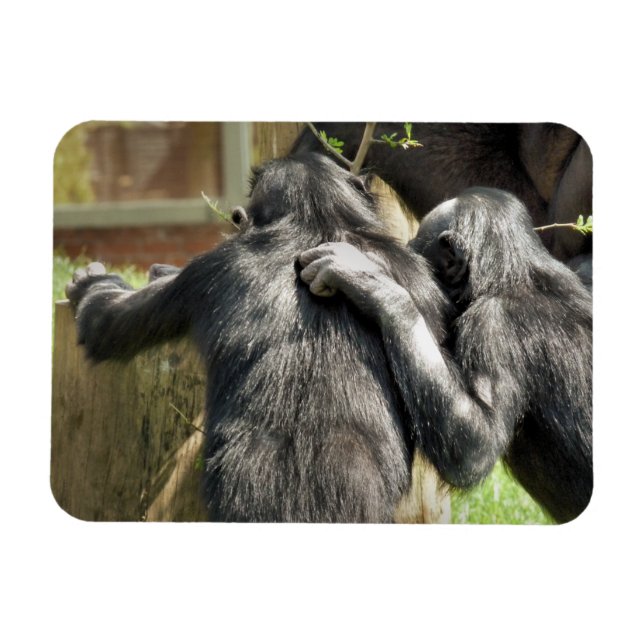 CHIMPANZEES  MAGNET (Horizontal)