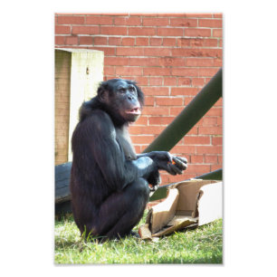 CHIMPANZEES PHOTO PRINT