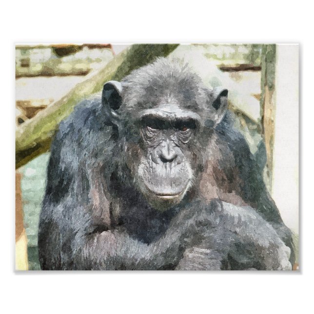CHIMPANZEES PHOTO PRINT (Front)