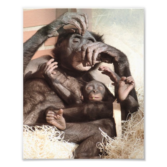 CHIMPANZEES PHOTO PRINT (Front)