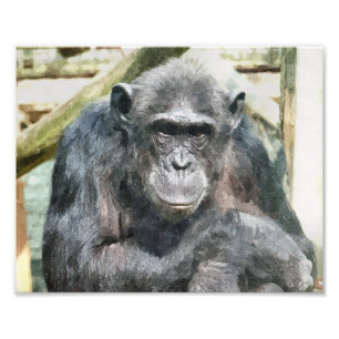 CHIMPANZEES PHOTO PRINT