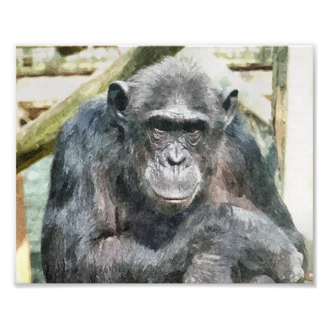 CHIMPANZEES PHOTO PRINT (Front)
