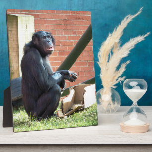 CHIMPANZEES PLAQUE