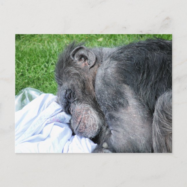 CHIMPANZEES POSTCARD (Front)