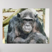 CHIMPANZEES