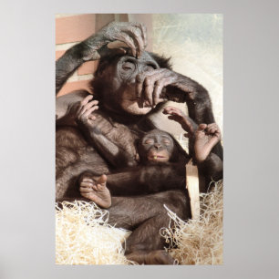 CHIMPANZEES POSTER