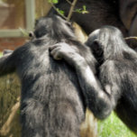 CHIMPANZEES   SILVER PLATED NECKLACE<br><div class="desc">A pair of very cute chimpanzees. Are they best of friends or planning mischief?</div>