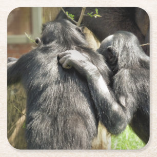 CHIMPANZEES  SQUARE PAPER COASTER