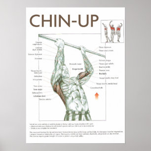 Chin-Up Anatomy Exercise Instruction Gym Poster