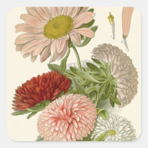 China Asters – Exquisite Vintage Floral Botanical Square Sticker