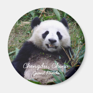 China, Chengdu, Giant Panda (Magnet) Magnet