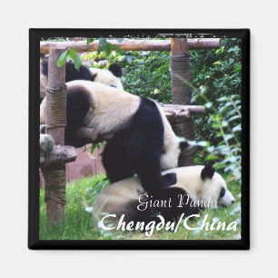 China, Chengdu, Giant Pandas II (Magnet) Magnet