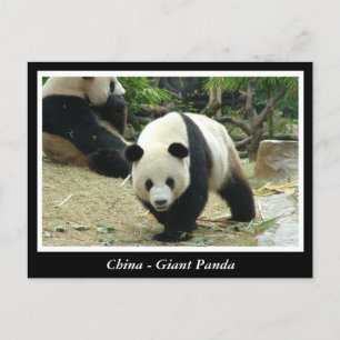 China -Giant panda Postcard
