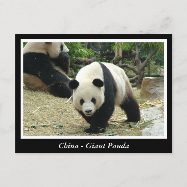 China -Giant panda Postcard (Front)