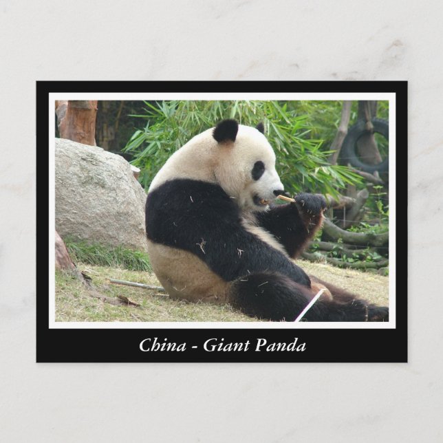 China -Giant panda Postcard (Front)