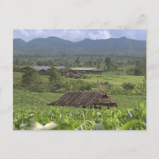 China Herbal Meditional Plants harvesting Yunnan Postcard
