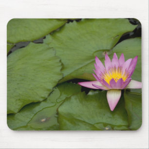 China, Hong Kong, New Territories. Chi Lin Mouse Pad