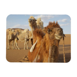 China, Inner Mongolia, Badain Jaran Desert 2 Magnet