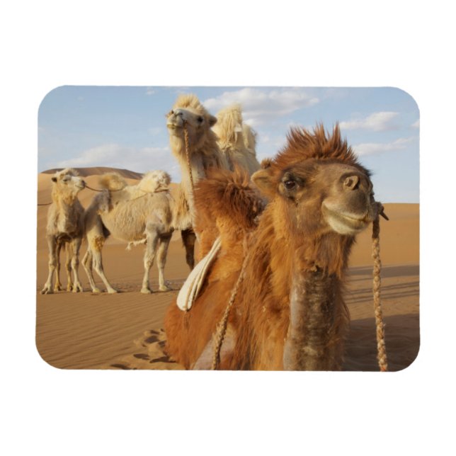 China, Inner Mongolia, Badain Jaran Desert 2 Magnet (Horizontal)