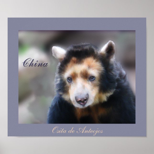 China-Osita de Anteojos Poster (Front)