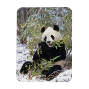 China, Sichuan Province. Giant Panda feeds on Magnet