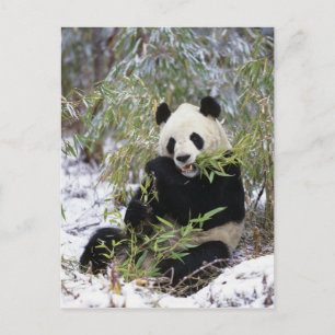 China, Sichuan Province. Giant Panda feeds on Postcard